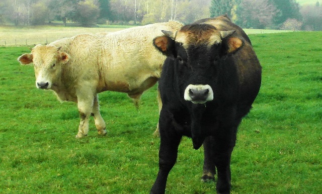 cows-259620_1280